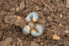 Small Garden Chafer Grub Killer Nematodes