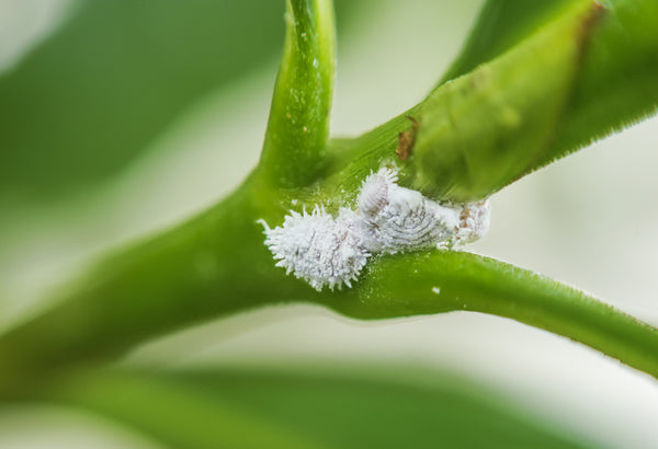 NEW: Mealybug Predator Larvae - Cryptolaemus montrouzieri (Sachets ...