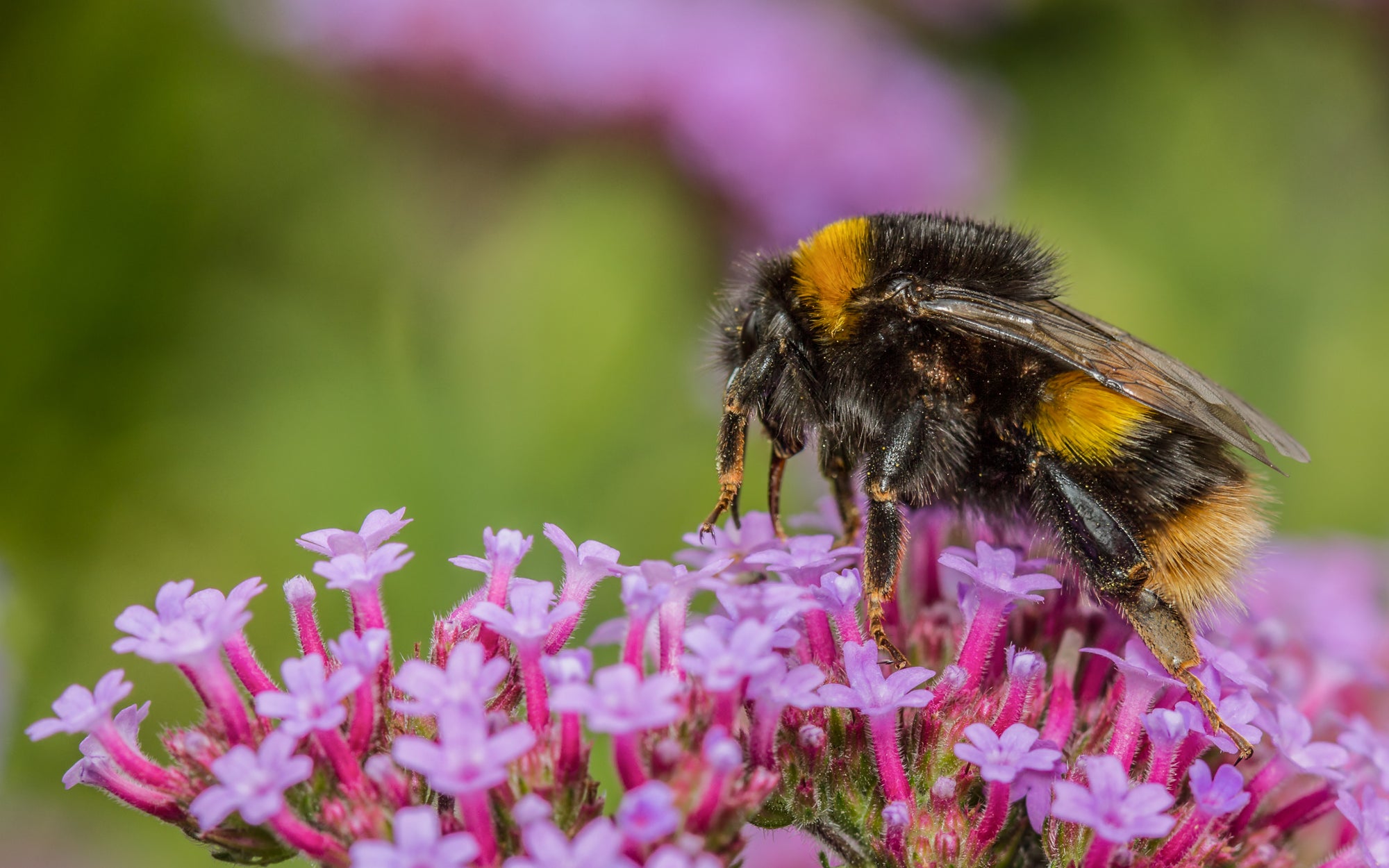 Live Pocket-Sized Bumblebee Hives - Available To Order Now For Spring & Summer 2025 (Select Your Preferred Delivery Date)