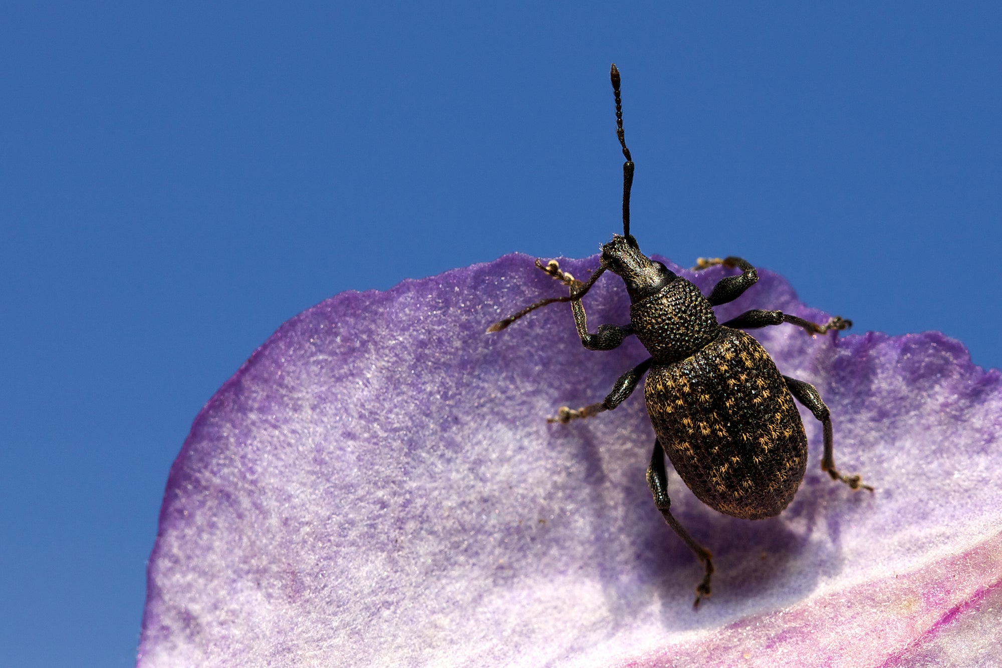 Vine Weevil Killer Nematodes