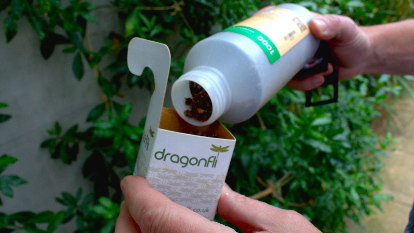 'A Day In The Life Of Dragonfli Ltd'