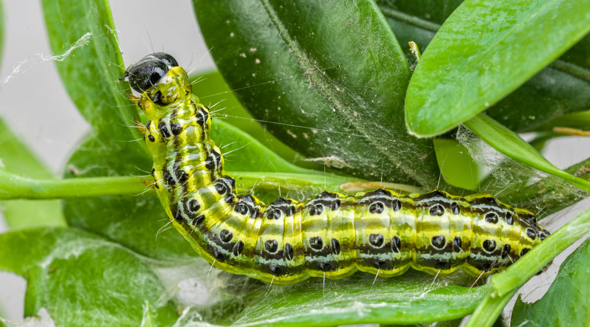 Biological Pest Control for Effective Natural Organic Gardening