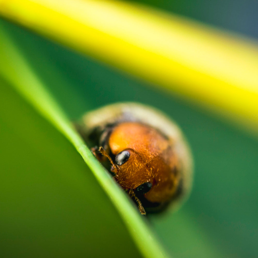 Subscribe To Our Newsletter For 10% Off Your First Order