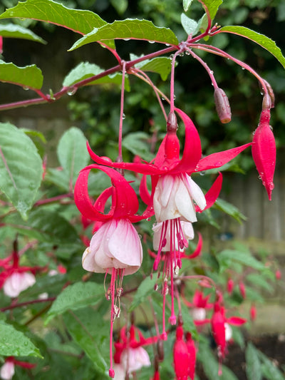 Fuchsia Gall Mite Killer - Amblyseius andersoni