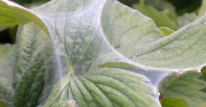 Amblyseius andersoni Predators - Spider Mite Preventative System