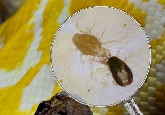 Taurrus Snake & Reptile Mite Predators