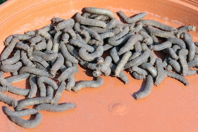 Leatherjacket Control & Recovery Bundle: Leatherjacket Killer Nematodes + Lawn Grub Repair Boost