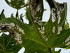 Fig-Leaf Skeletoniser Moth Killer Nematodes