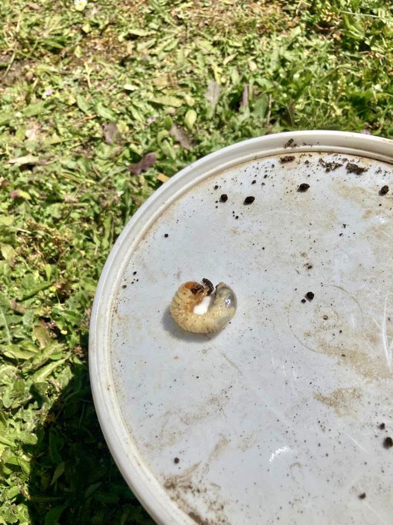 Small Garden Chafer Grub Killer Nematodes