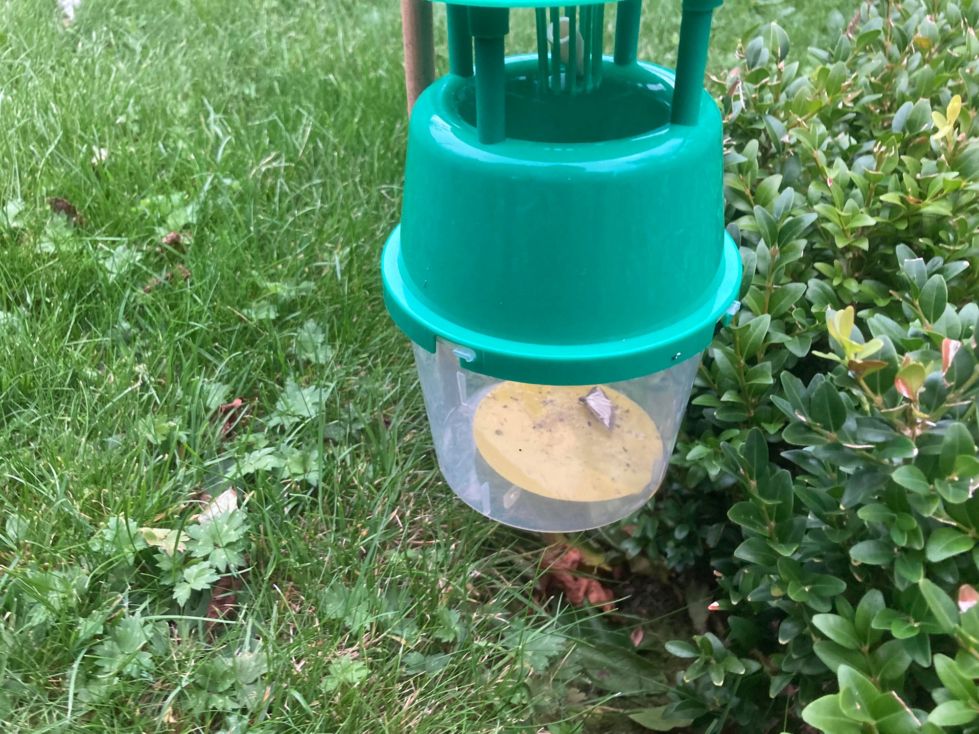 Sticky Circle Pad Replacements For Pheromone Traps (Pack Of 5)