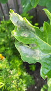 Fig-Leaf Skeletoniser Moth Killer Nematodes