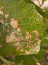 Fig-Leaf Skeletoniser Moth Killer Nematodes