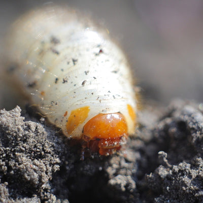 NEW: Slug & Vine Weevil Killer Nematodes Bundle