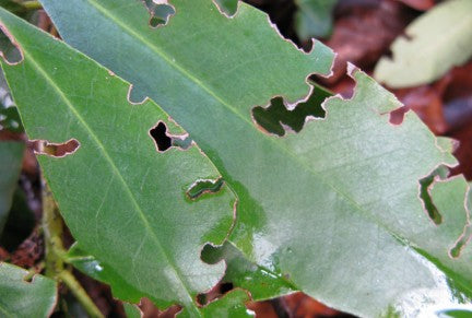 Small Garden Vine Weevil Killer Nematodes