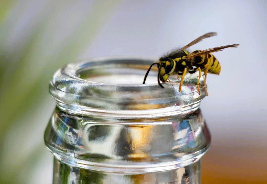 Vespa Wasp Trap With Attractant