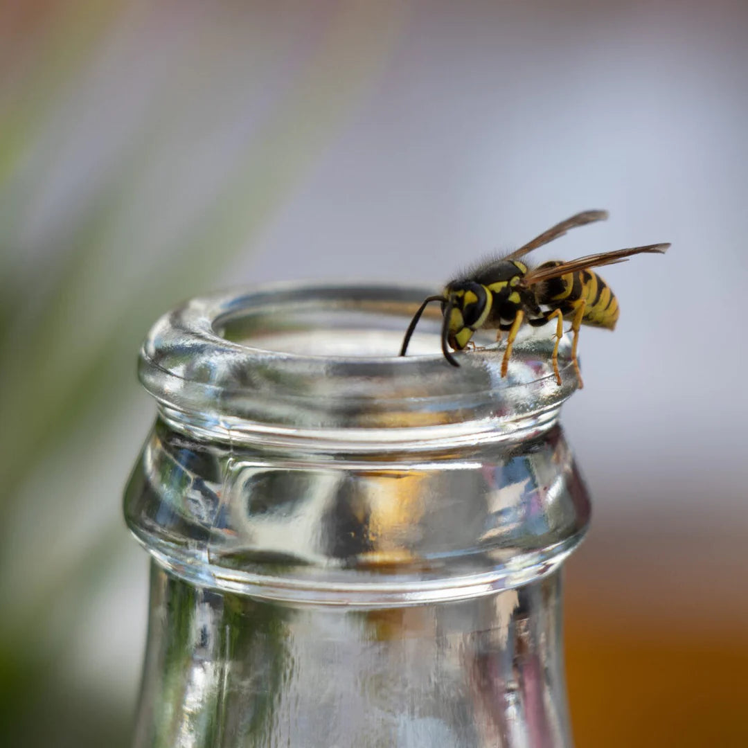 Wasp Trap With Attractant