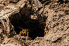 Vespa Wasp Trap With Attractant