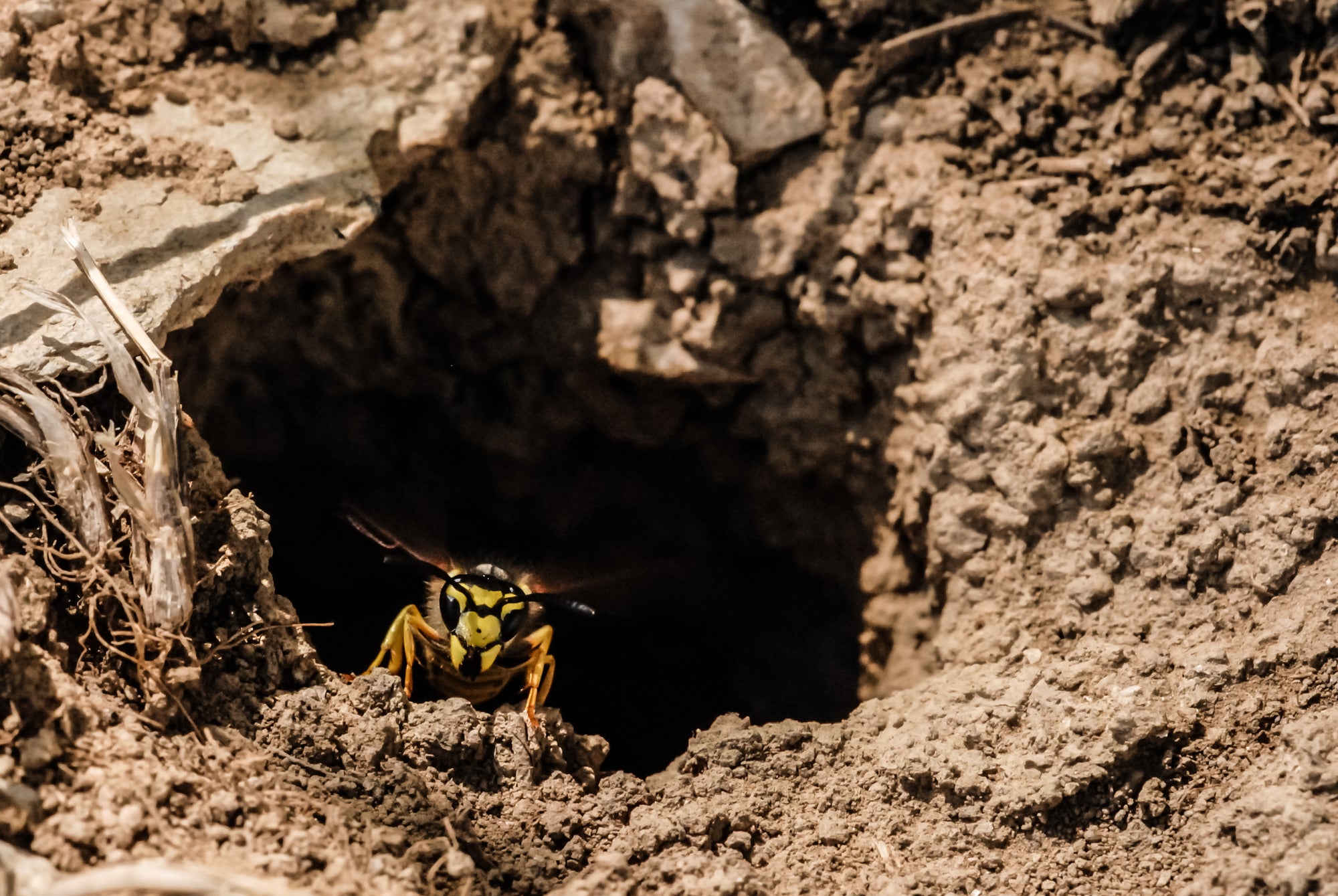 Vespa Wasp Trap With Attractant