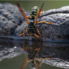 Vespa Wasp Trap With Attractant