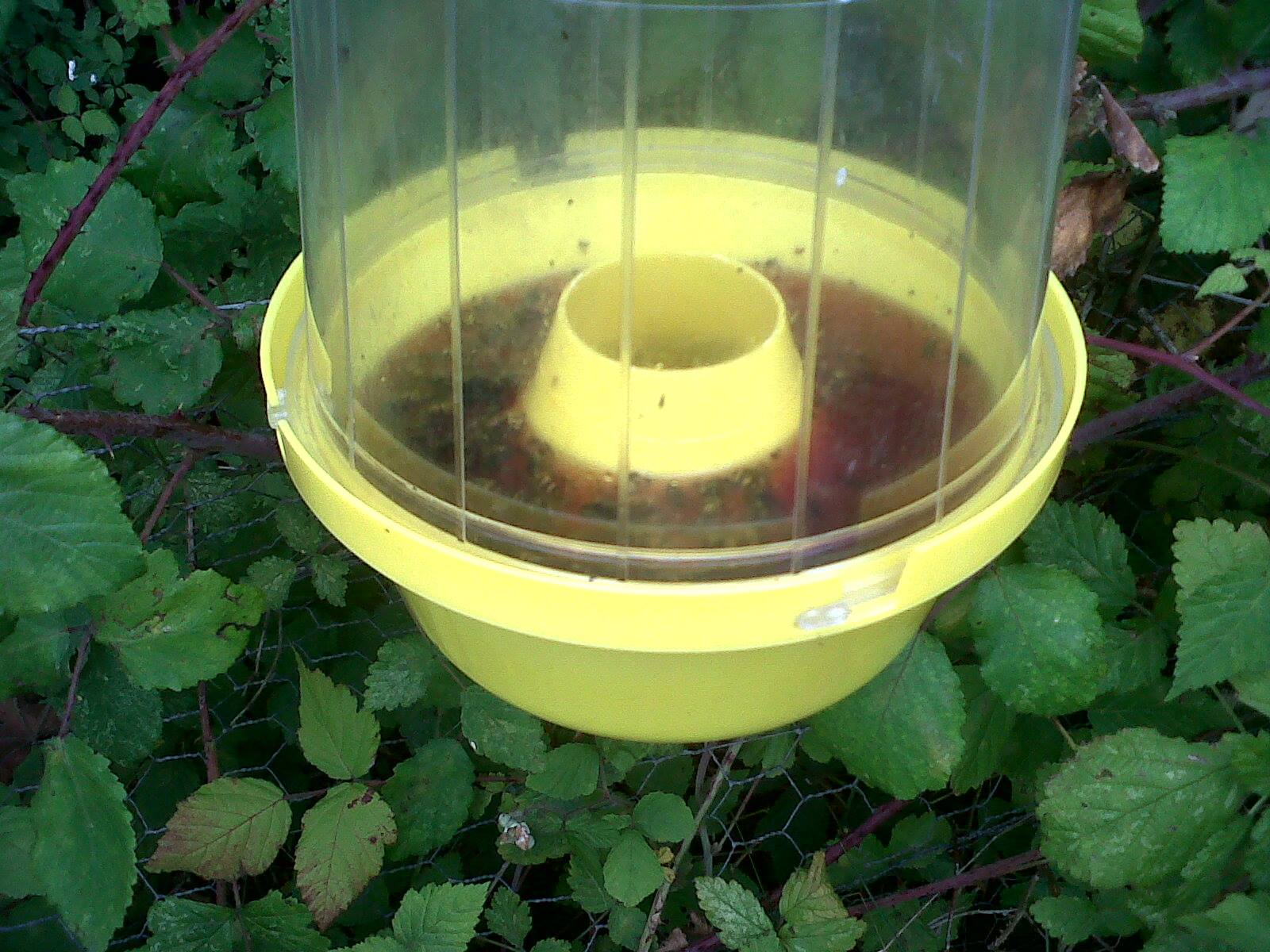 Vespa Wasp Trap With Attractant