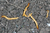 Wireworm Killer Nematodes