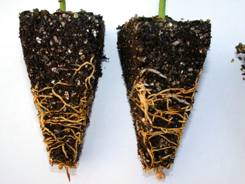 Roots & Soil Boost Bundle