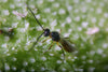 Aphid Parasitic Wasp - Aphidius ervi - Dragonfli