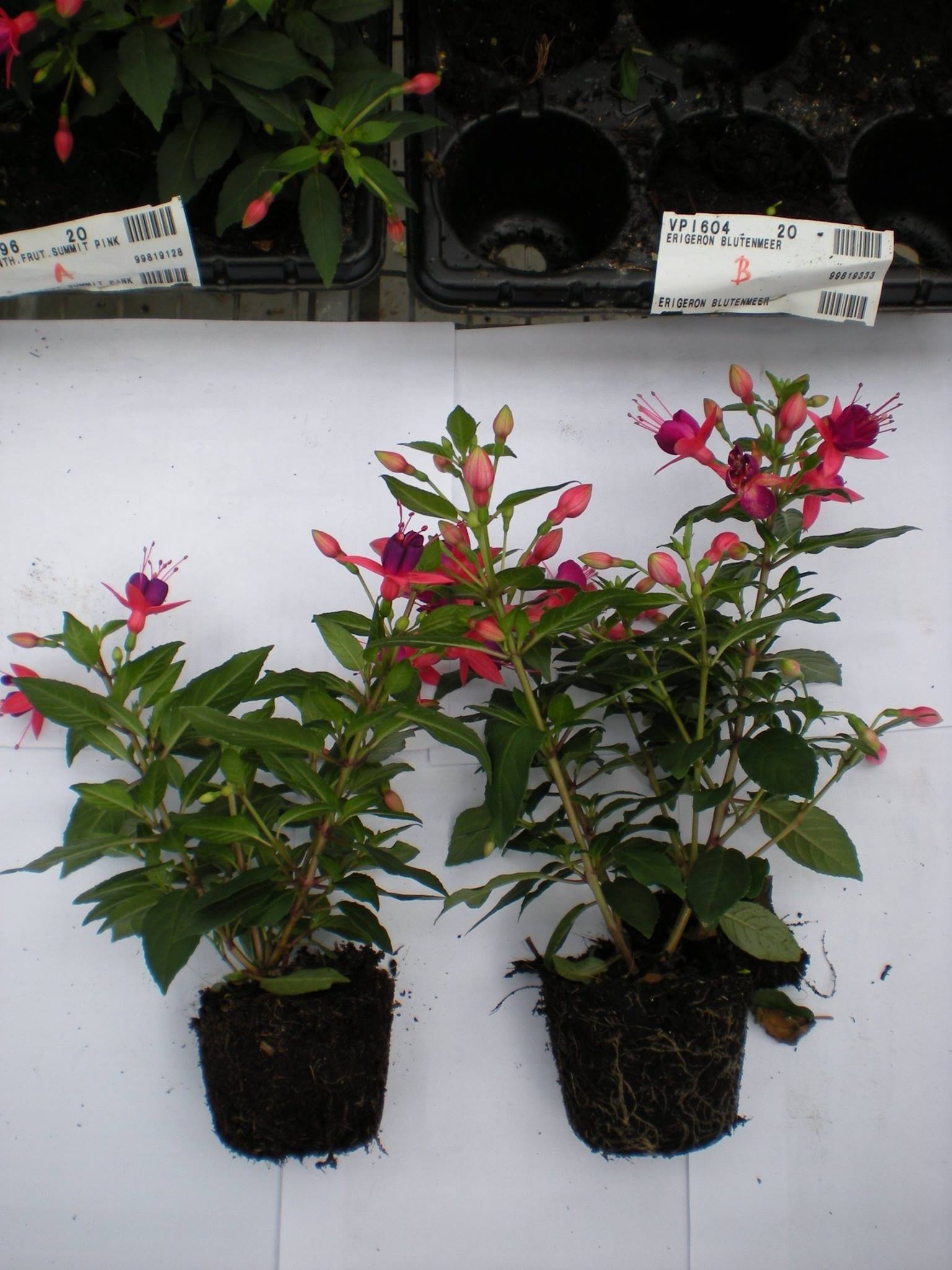 Roots Boost Mycorrhizal Fungi Granules