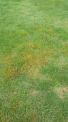 Lawn Grub Repair Boost