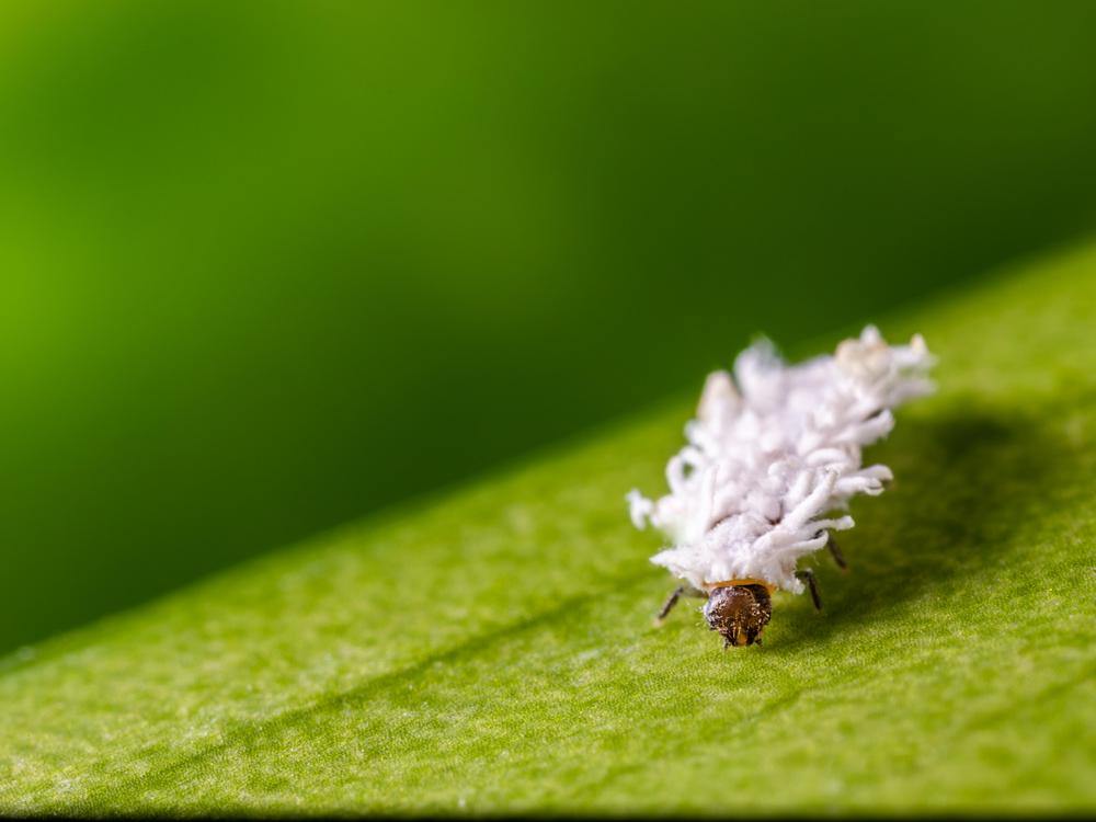 Mealybug Predator Larvae - Cryptolaemus montrouzieri - Dragonfli