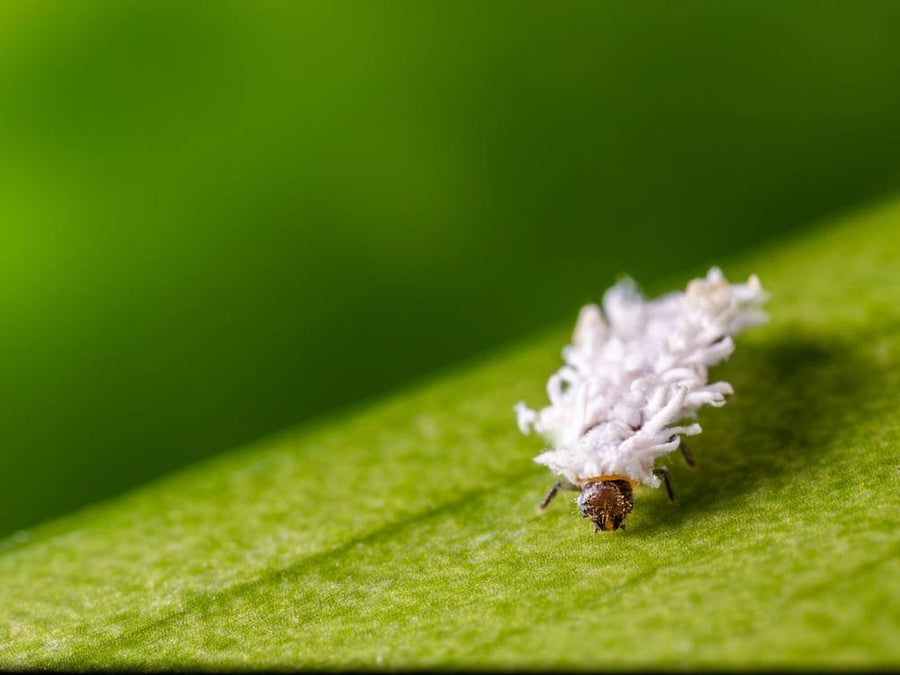 Mealybug Predator Larvae - Cryptolaemus montrouzieri (Bottles)