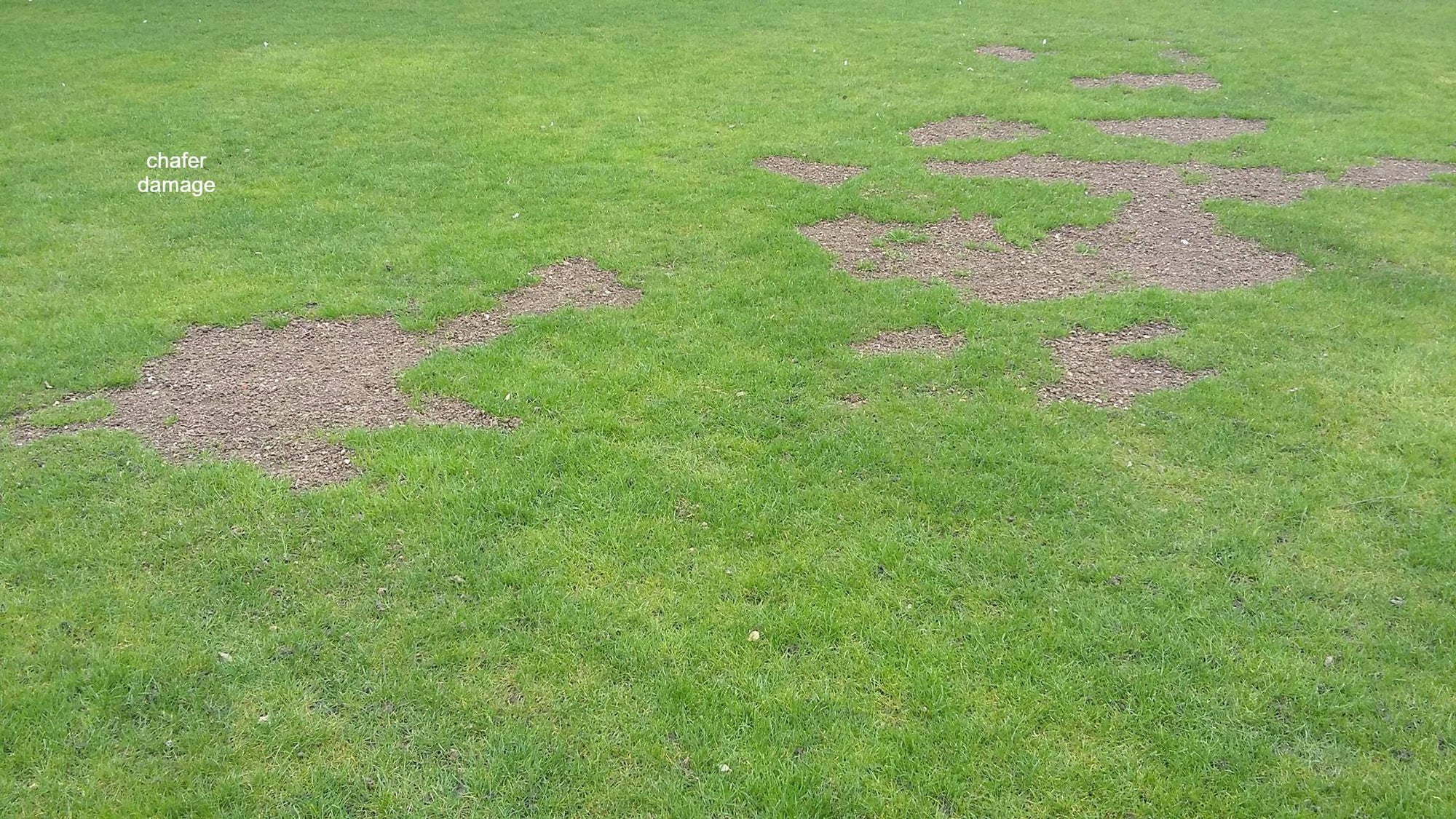 Chafer Grub Killer Nematodes - Heterorhabditis bacteriophora