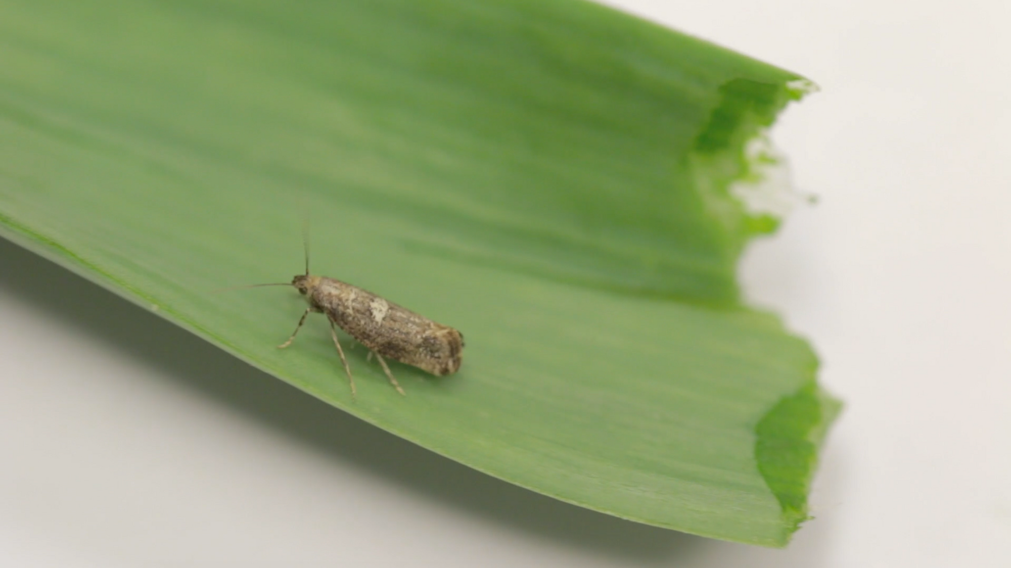 Leek Moth Pheromone Trap