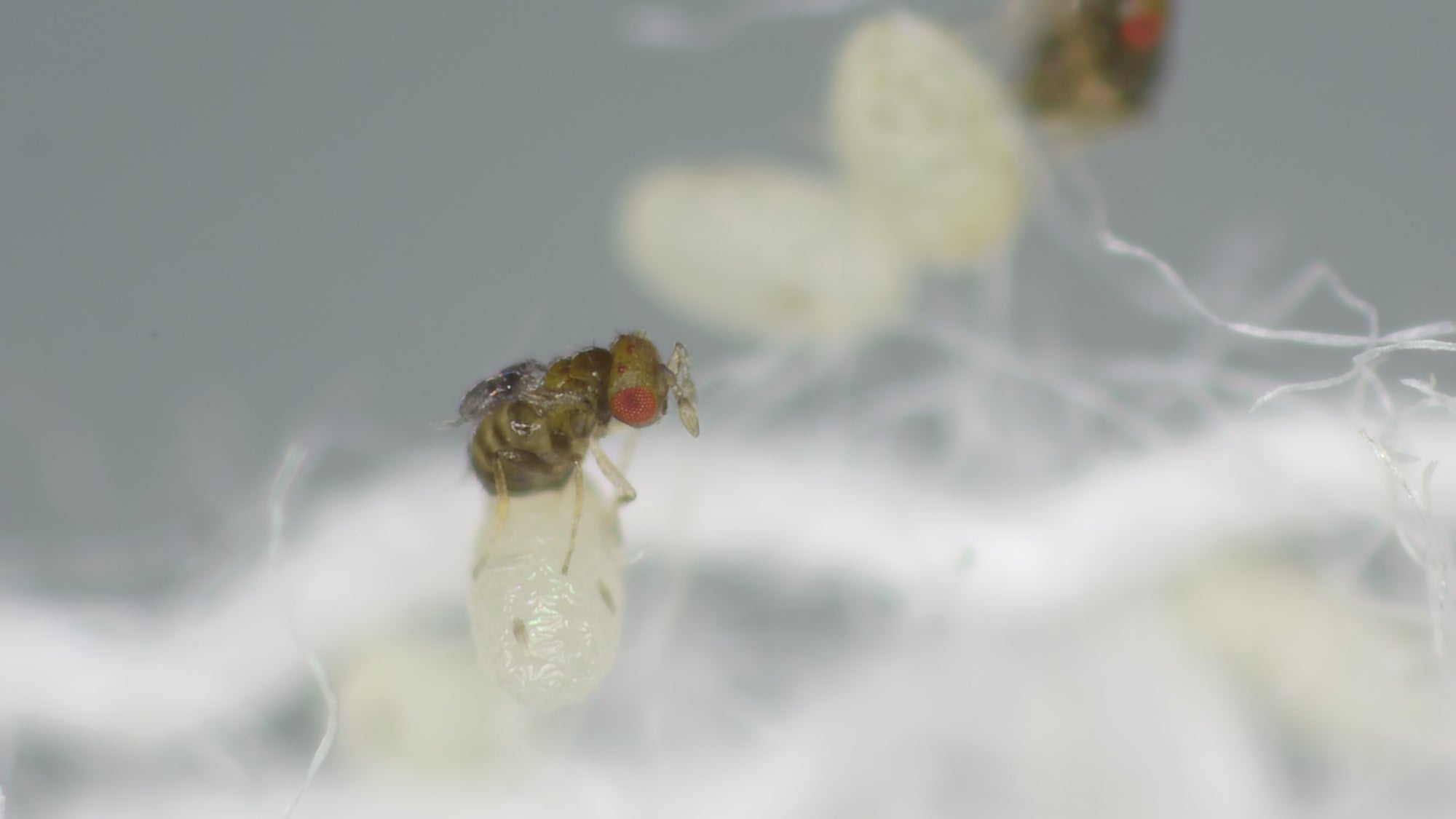 Pantry Moth Egg Killer Sachet - Trichogramma Parasitic Wasps