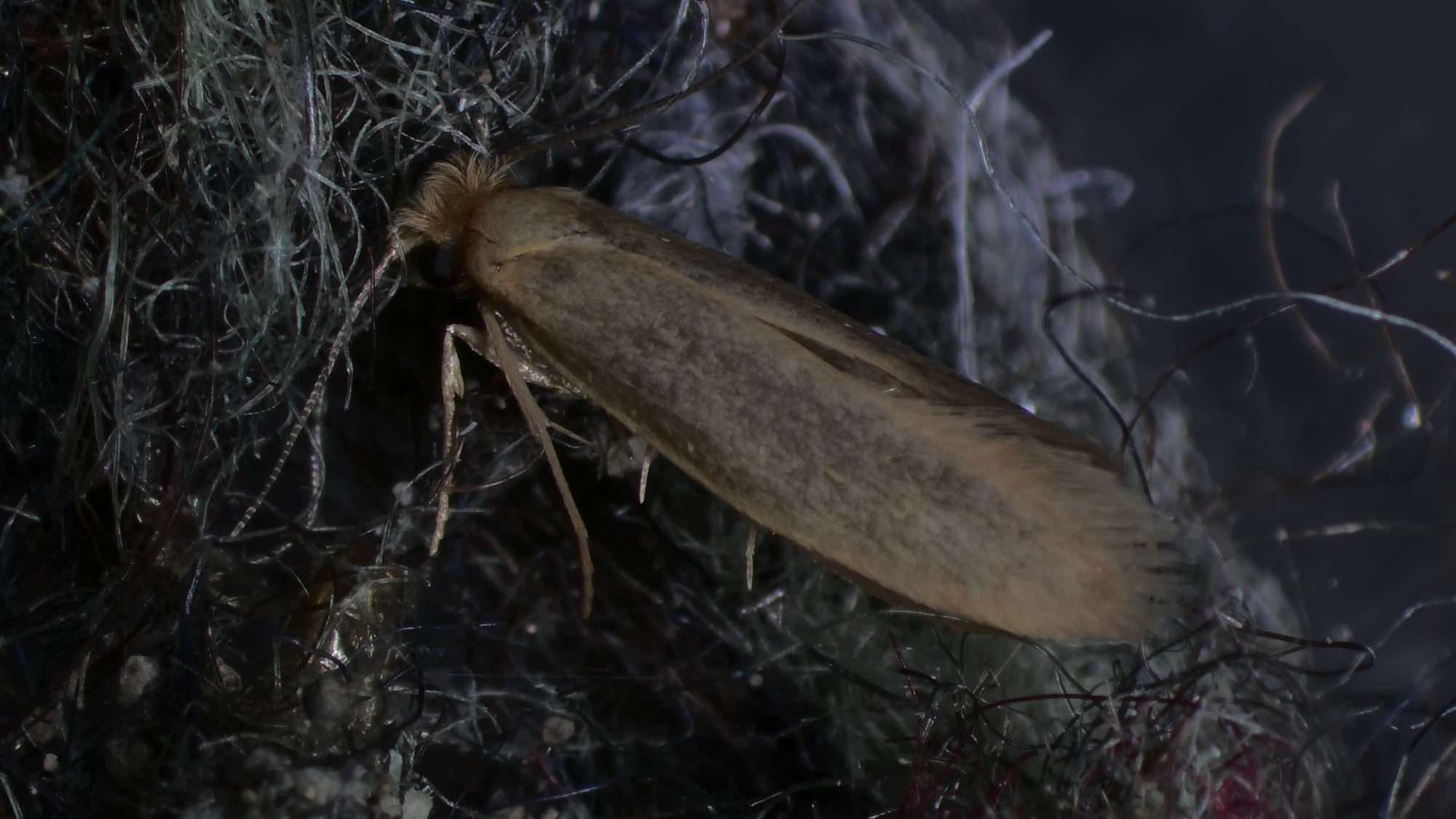 Clothes Moth Egg Killer Sachets - Trichogramma Parasitic Wasps - Dragonfli