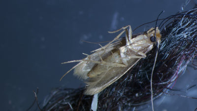 Clothes Moth Egg Killer Sachets - Trichogramma Parasitic Wasps