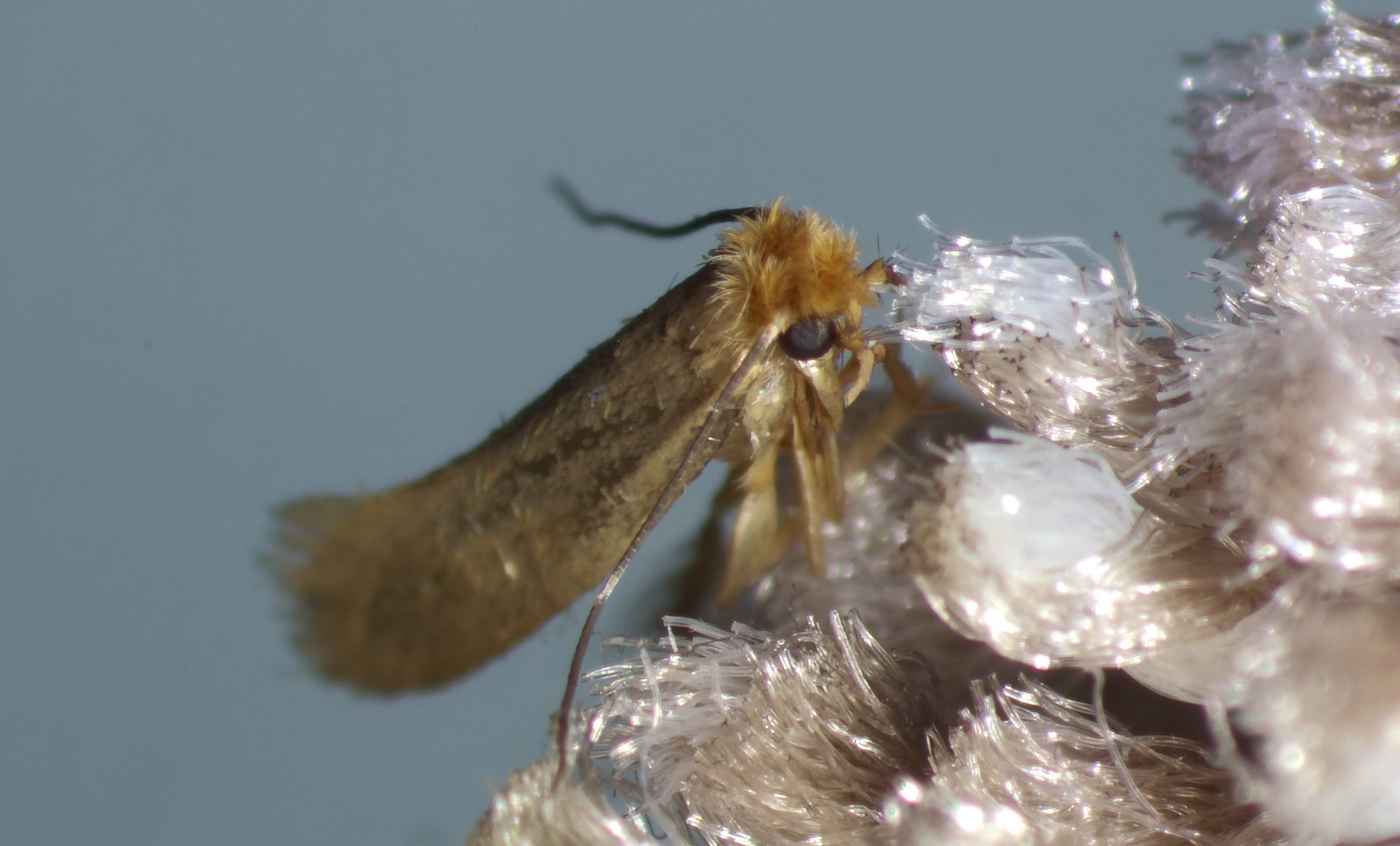 Clothes/Food Moth Control with Trichogramma