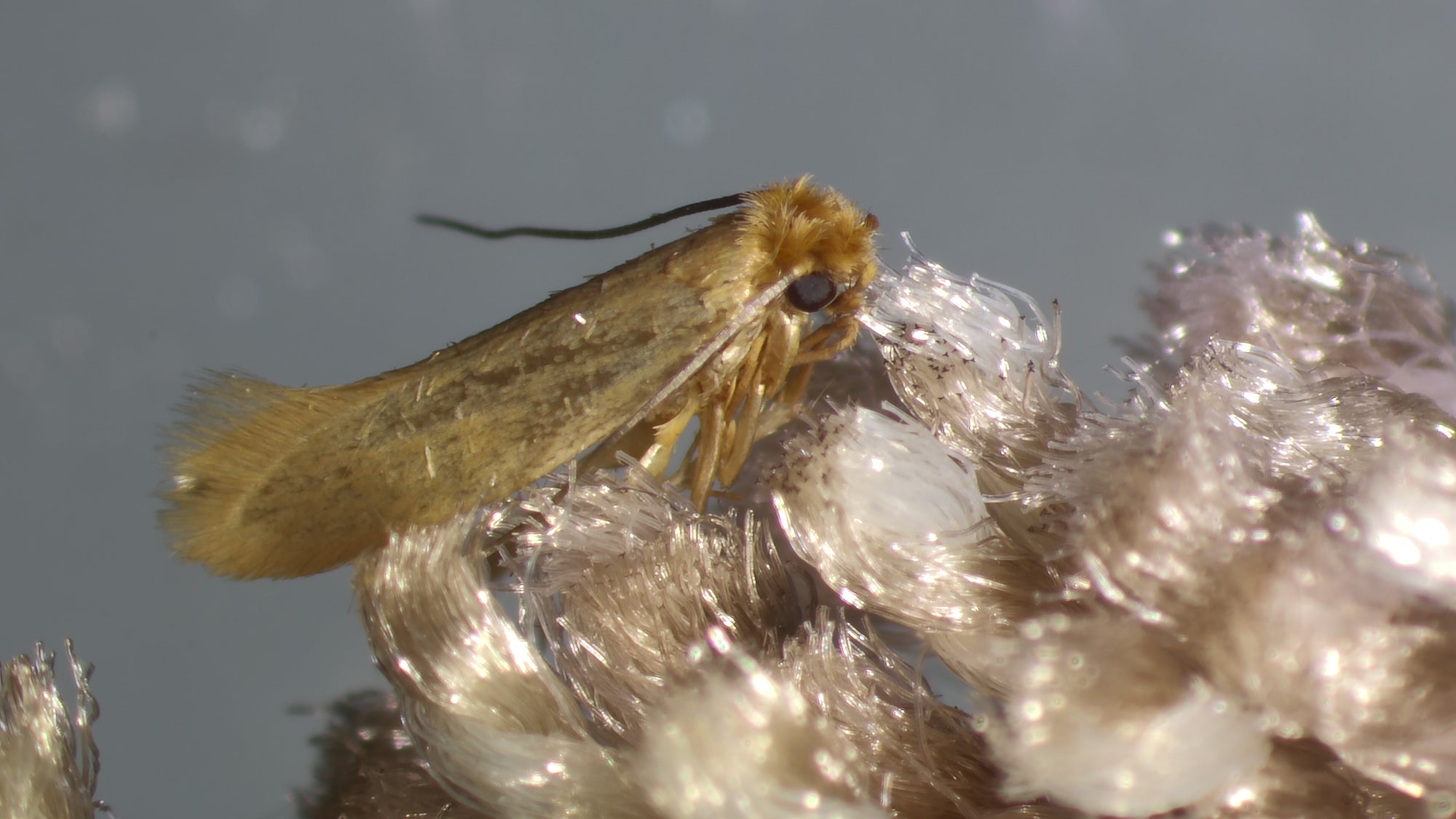 Clothes Moth Pheromone Trap