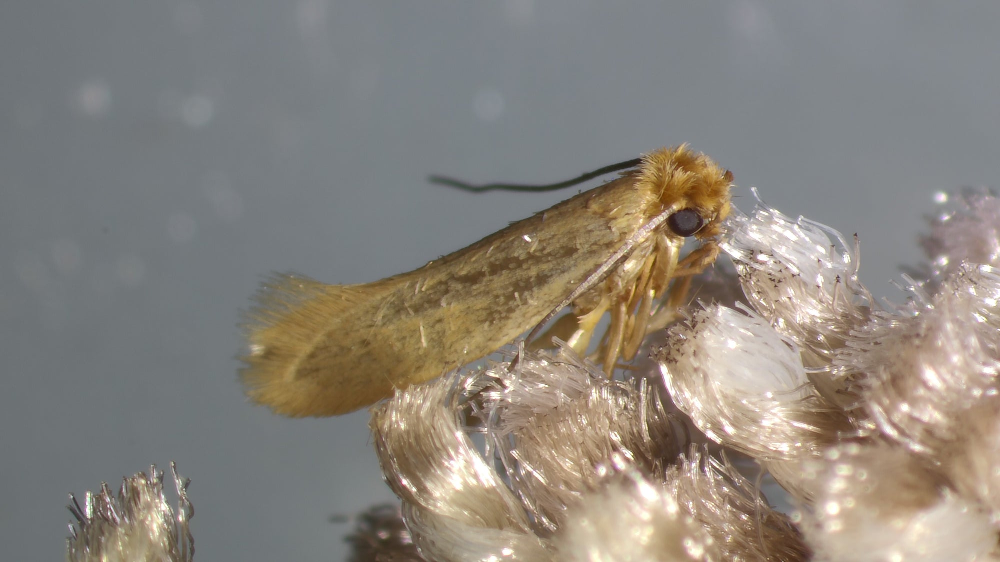 Clothes Moth Killer Mixed Bundle: 2 Trichogramma Sachets (As Seen On TV!) & 2 Pheromone Traps