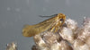 Clothes Moth Egg Killer Sachet Subscriptions - Trichogramma Parasitic Wasps