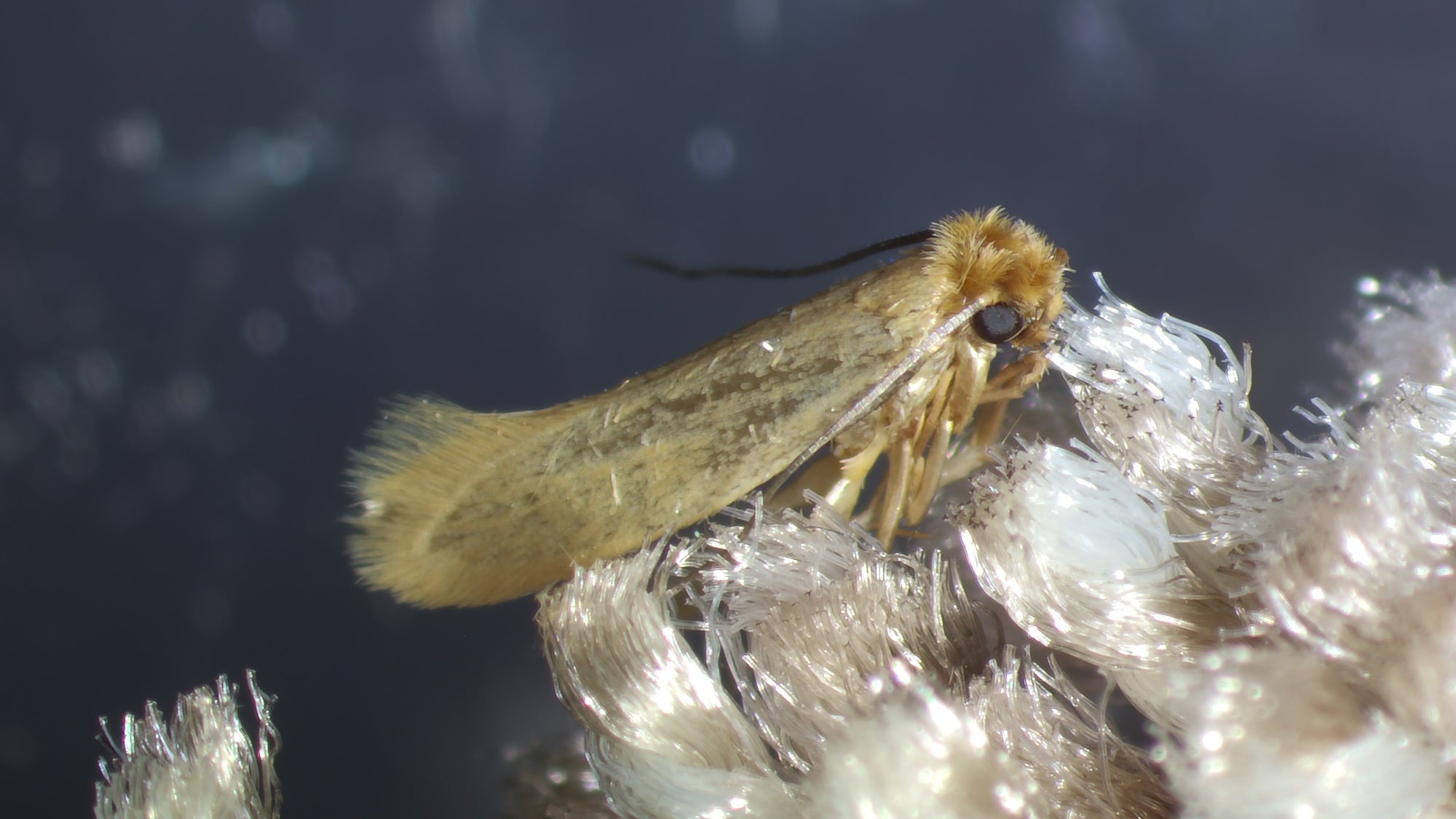 Webbing clothes moth, Tineola bisselliella.