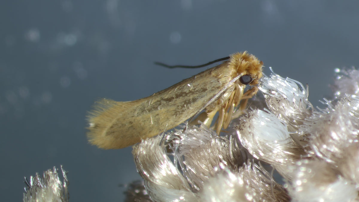 Clothes Moth Egg Killer Sachets - Trichogramma Parasitic Wasps - Dragonfli