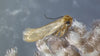 Clothes Moth Killer Mixed Bundle: 2 Trichogramma Sachets & 2 Pheromone Traps
