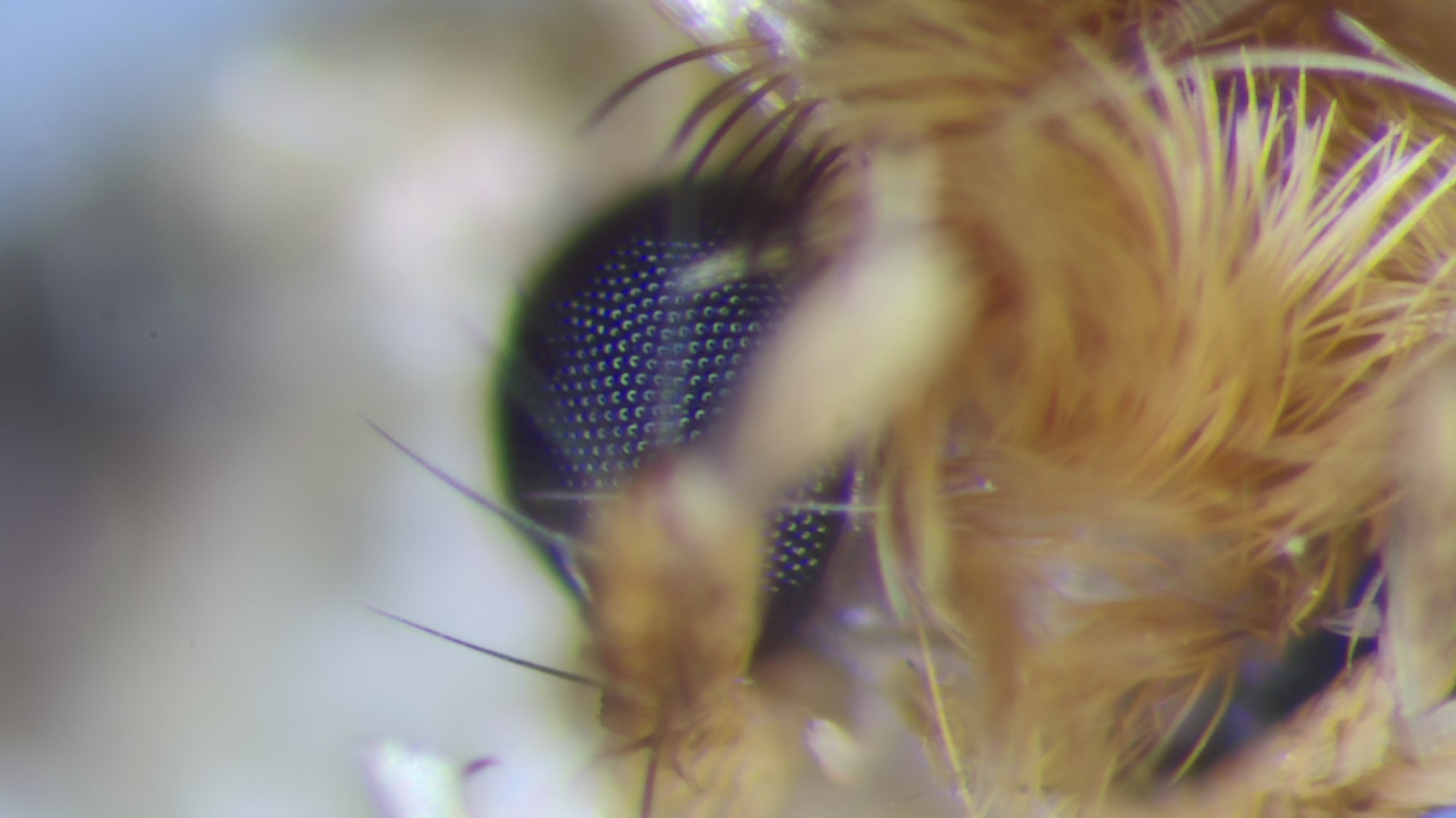 Clothes Moth Pheromone Trap