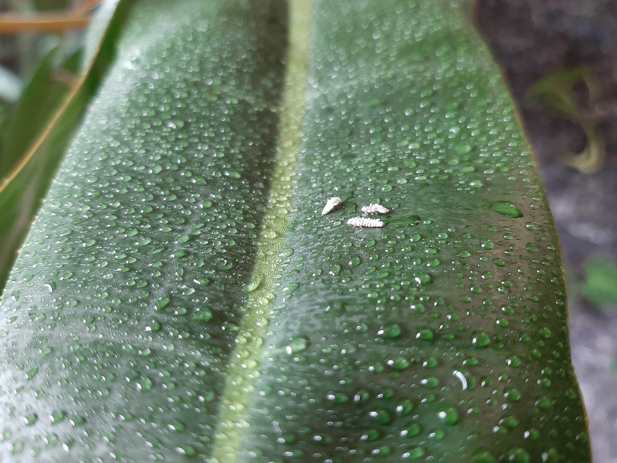 Mealybug Predator Larvae - Cryptolaemus montrouzieri