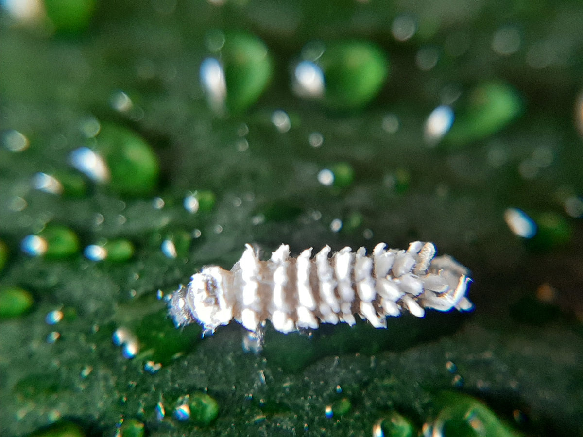 Mealybug Predator Larvae - Cryptolaemus montrouzieri