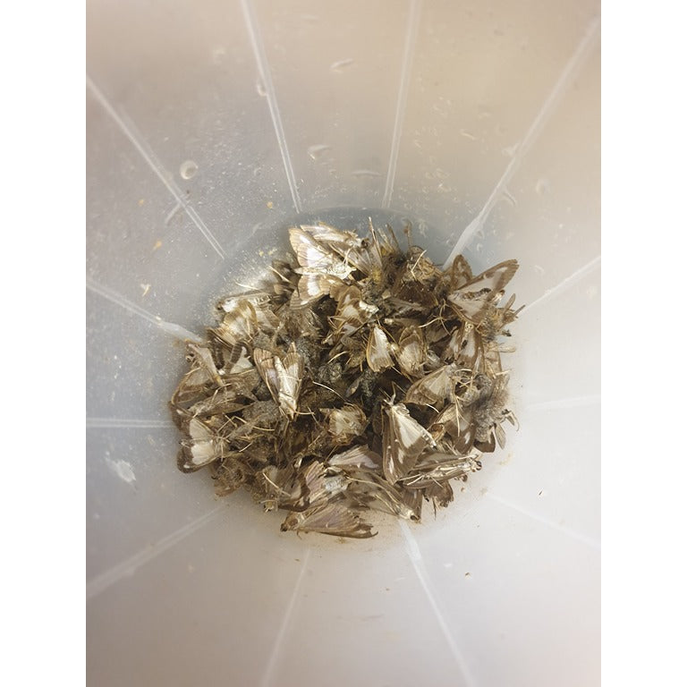 Box Tree Moth Pheromone Lure