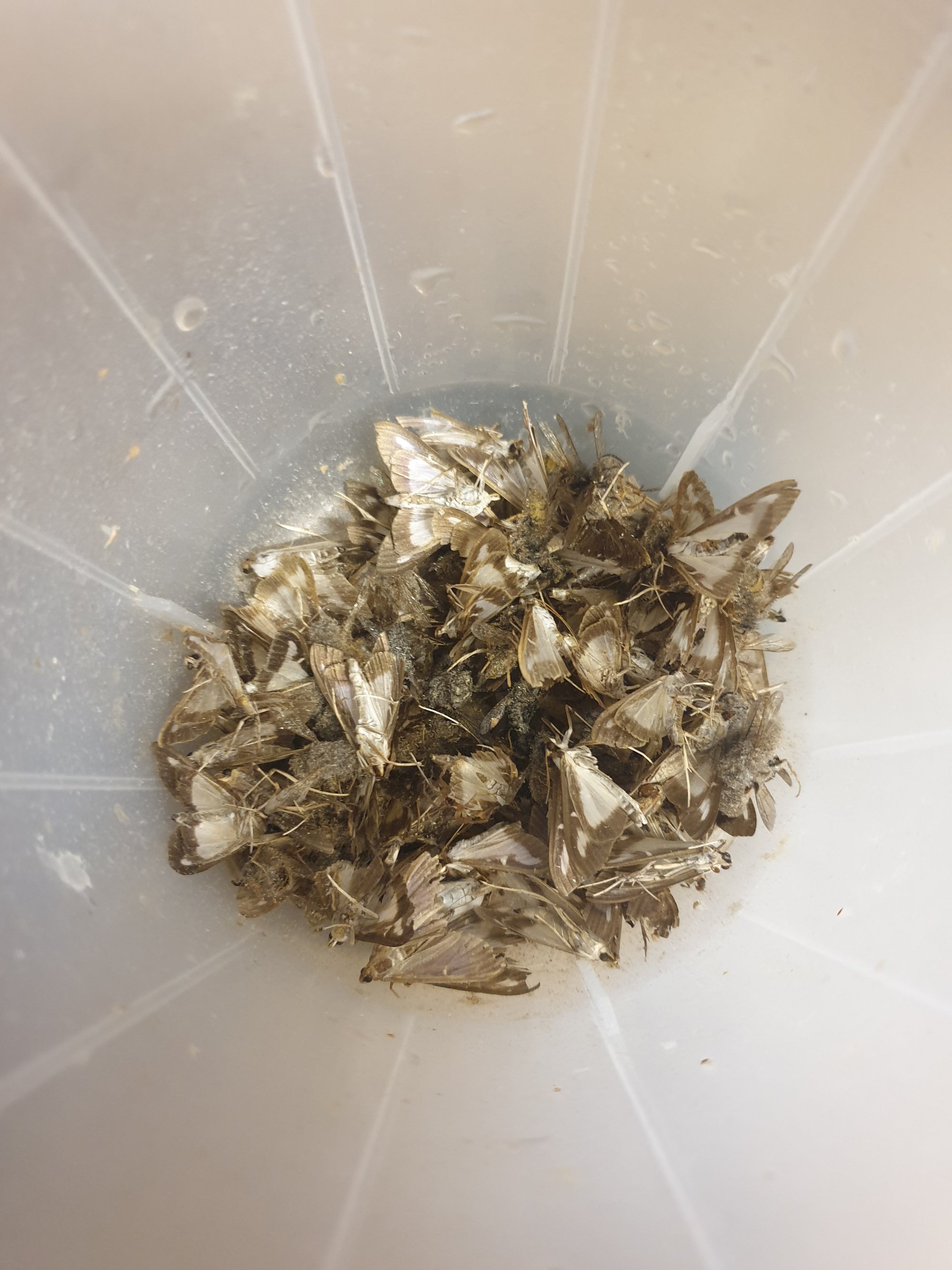 Setting Up A Box Moth Pheromone Trap – EBTS UK