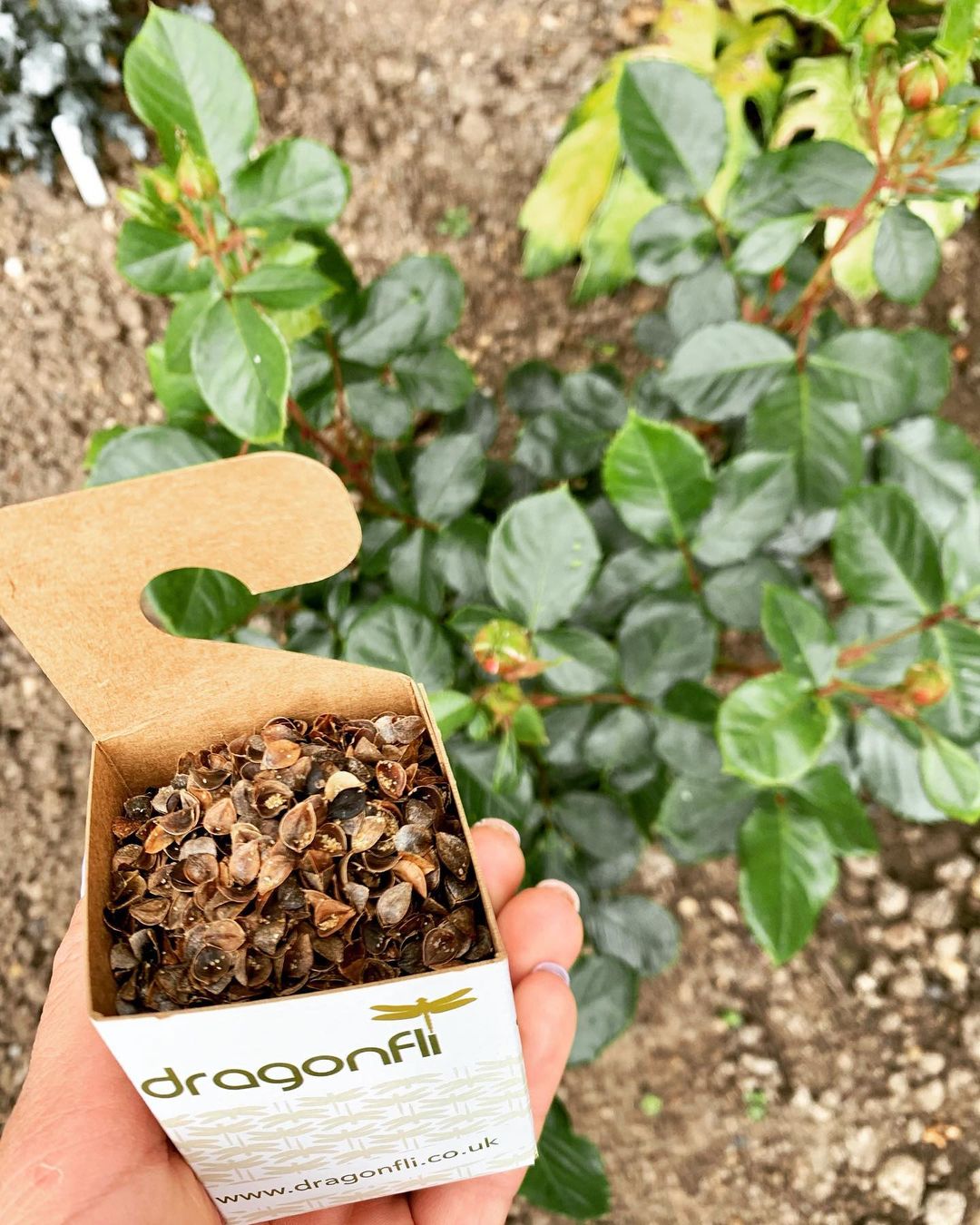 Distribution Box - Easily Apply Your Natural Predators, Hang From Plants