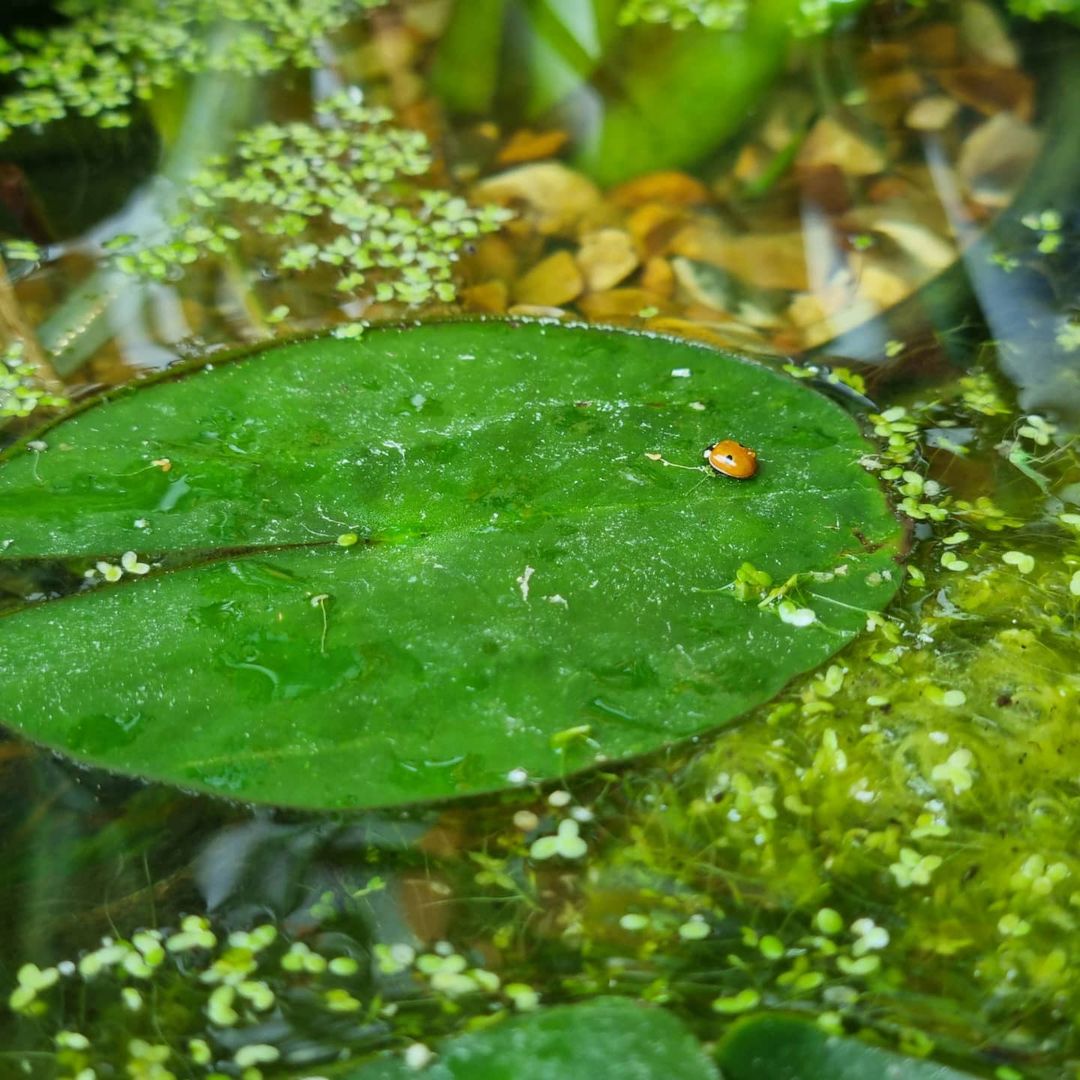 Ladybird Pupae - Adalia bipunctata